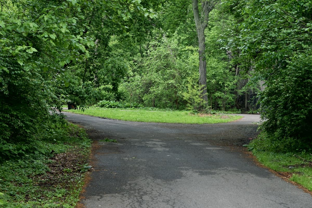 A wooded path dividing into two possible directions